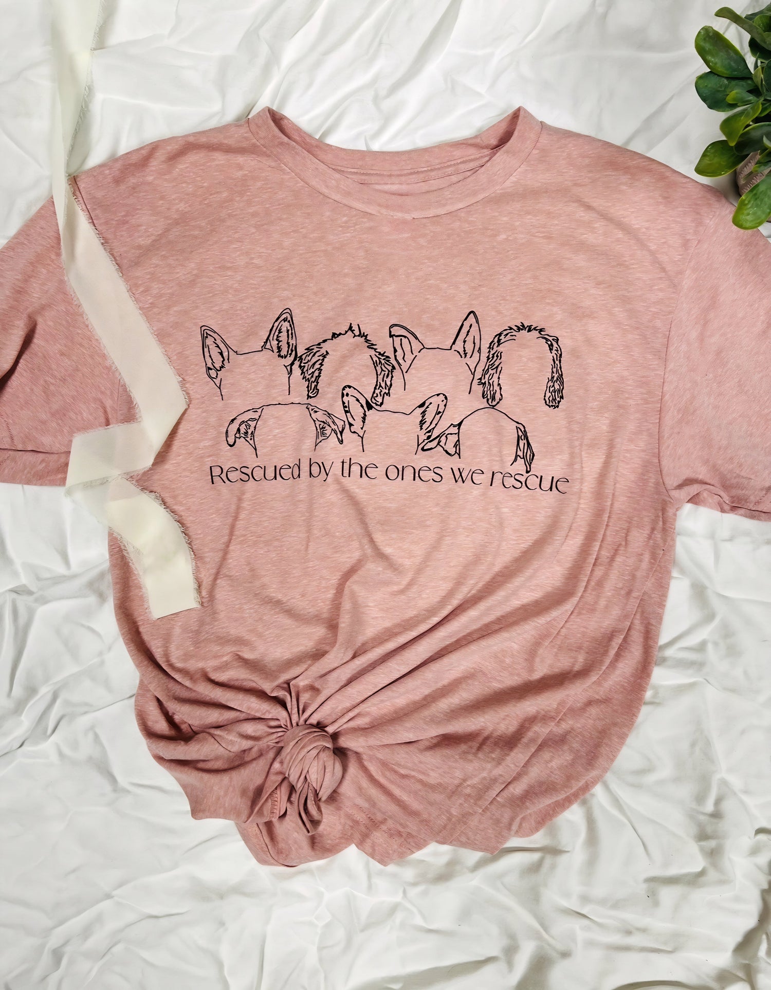 Charlotte Originals (Pet Collection)